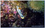 Filippine 2015 Dive Boat Pinuccio e Doni - 199